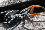 Swift Spider (Nyssus coloripes) (Nyssus coloripes)